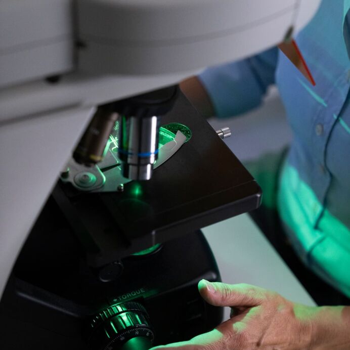 Auswerten einer FISH-Analyse Hand einer Person, die ein Mikroskop mit grün fluoreszierendem Licht für genaue Untersuchungen justiert.